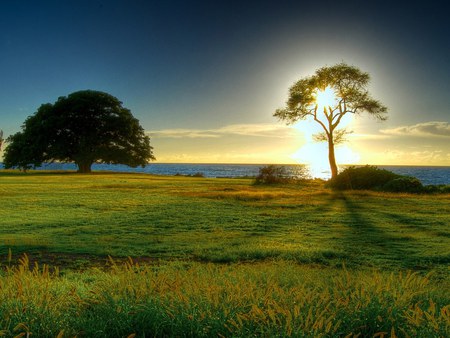 Luminous tree - landscape, illuminated, charming, tree, sunrise