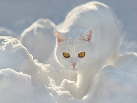 white cat - snow, white, paws, cat