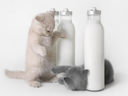 milkman cats - white, dairy, and, cats, bottles, gray