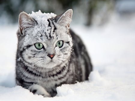 snowdrop - cat, striped, snow, snowdrop