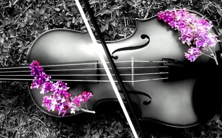 Violin