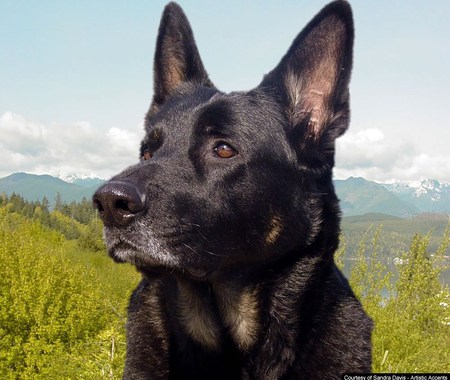 mans best friend - germanshepard, handsome, alert, an