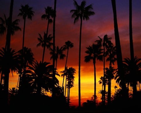 Sunset and Silhouette's - yellow, silhouettes, colours, black, fronds, sunset, nature, red, palm trees, sky