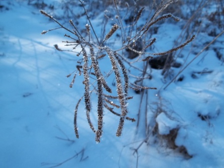 Crisp Morning - flower, winter, dead flower, icy, seed, snow, cold