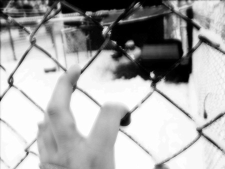 Hung up - seed, winter, snow, fence, flower, dead flower, icy, hand, cold