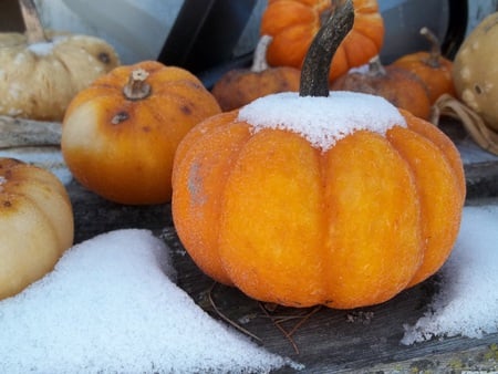 Pumpkin surprise - winter, squash, cold, snow, pumpkin, doughnut, icy