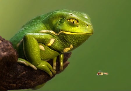 09 - creature, frog, nature, frogs