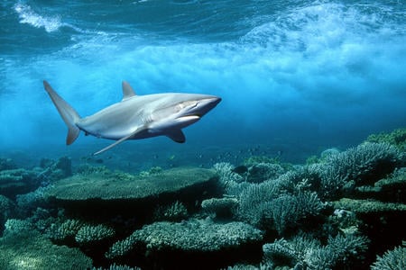 shark - in the oceanss, they are criminals, in the oceans they are very dangerous, killing everyone