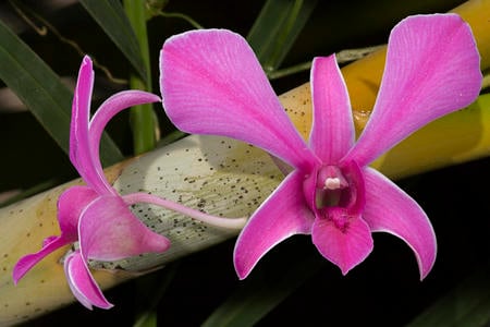 orchid - nice, king of the flowers, like, beautiful