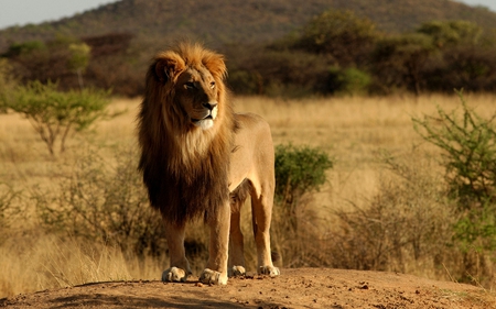 HIS HIGHNESS - nice, panthera leo, lion, mane, king, majestic, african, power, stand, jungle, animal