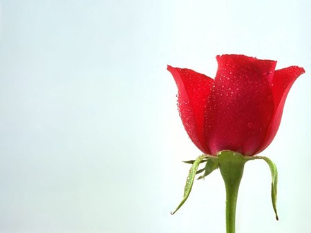 Single rose - red, flower, rose, beauty