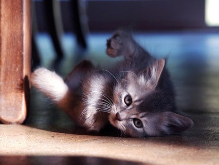 playing kitten - grey tiger, chear, kitten, lovely, floor, cat, playing