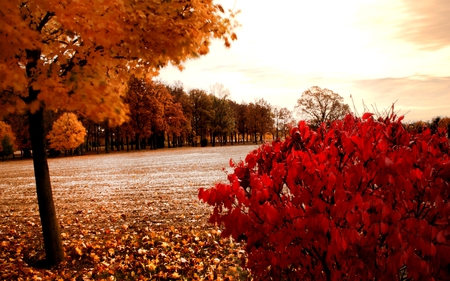 COLORS OF AUTUMN - path, trees, nature, autumn, red, orange, park