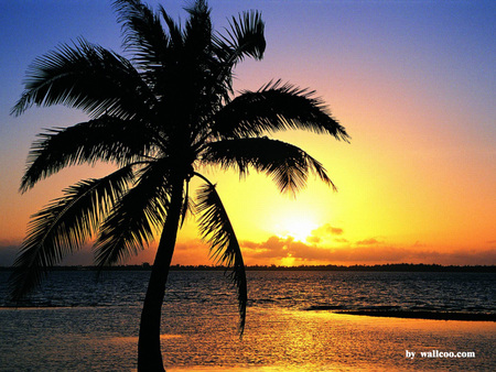 Golden Sunset - beach, beautiful, gold sunset, sea, reflection, shadow, palm