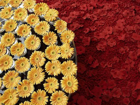 Carpet of flowers - flowers, carpet, nature, yellow, red, beauty