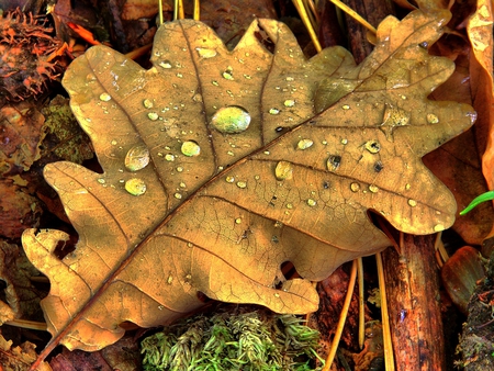 fallen leaf - fall, leaf, photography, autumn