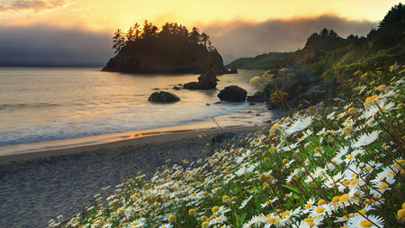 Flower field at sunset