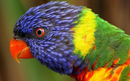 Rainbow Parrot - colorful, birds, beautiful, feathers, parrot, animals