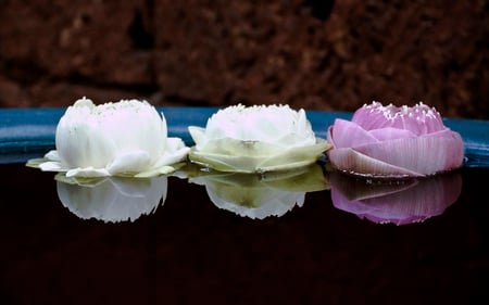 Lotus Flowers - bowl, three, reflections, nature, reflection, floating, beautiful, lots, flowers