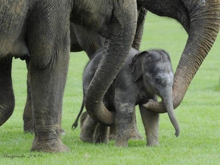 Big Love - cute, elephants, picture, cub