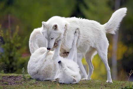 White Wolves - white, wolves, picture, cool, animal, playing