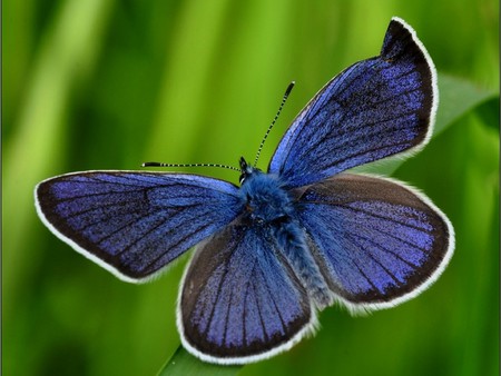 Blue Moth - picture, blue, moth, beautiful