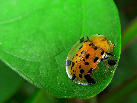 Transparent Ladybug