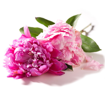 peonies - peonies, flowers, pink, beautiful