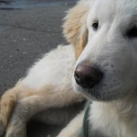 Buff- The Golden Retriever