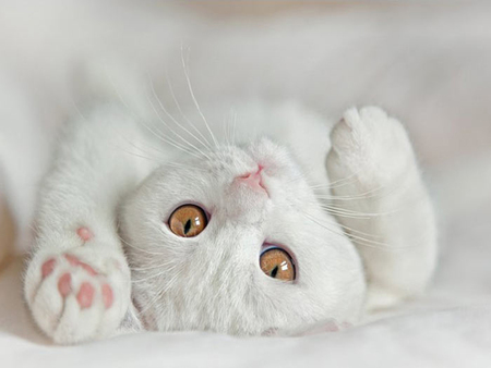 cotton cat - affectionate, fluffy, cotton, cat