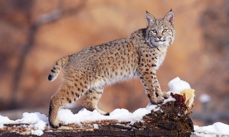 Bobcat - animal, feline, snow, bobcat, cat