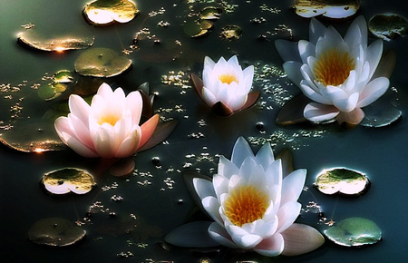 lotus - flowers, lotus, white, water, pond, pink