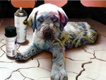 Graffiti Puppy