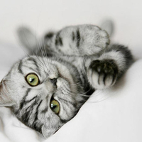striped cat