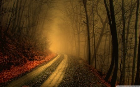 Mystique forest - path, tree, forest, nature