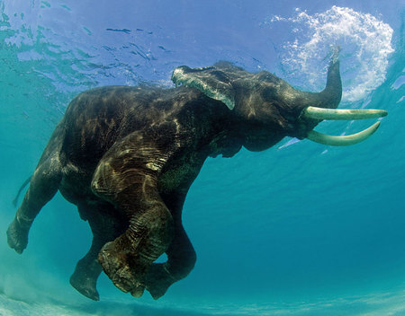 swimming elephant - water, elephant, swimming, blue