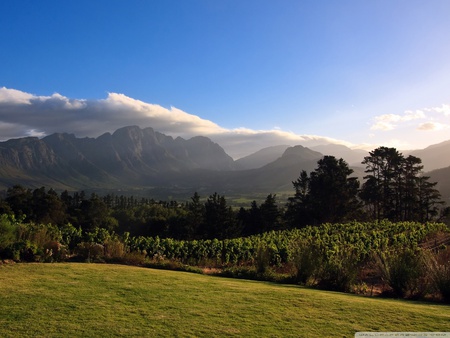 Vineyards - tree, mountain, landscape, grass