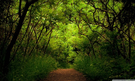 Forest road - nature, grren, forest, tree, path