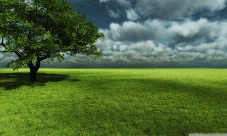 Afternoon tree - sky, cloud, tree, field, grass