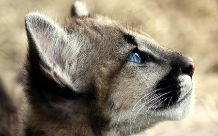 young cougar - looking, senses, whiskers, wildlife, natural