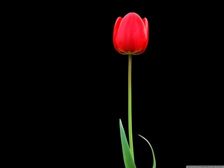 Tulip - nature, tulip, black, flower