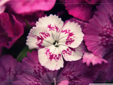 Different - nature, fuchsia, petal, flower