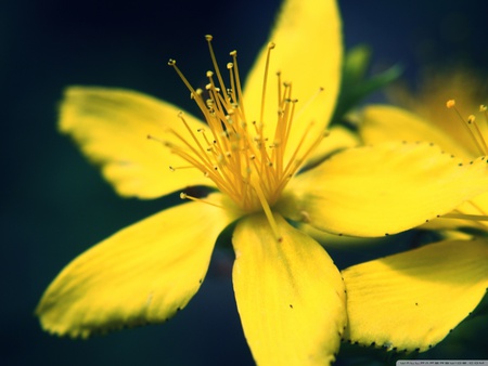 Yellow flower - flower, yellow, nature, petal