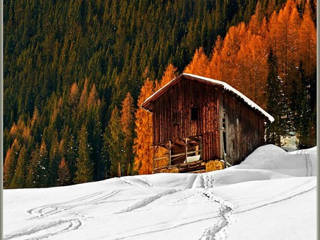 Abandoned-Hut- - picture, hut, trees, beautiful, location, abandoned