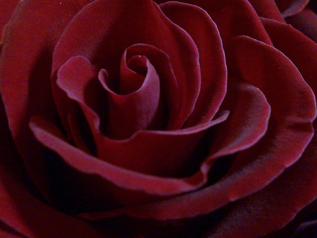 Velvet beauty - red, velvet, flower, rose, beauty, nature