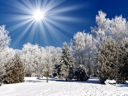 Winter sun - white, sky, trees, snow, blue, sun, winter