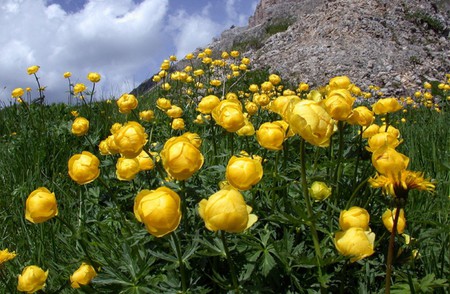 Globe-Flowers - flowers, globe, picture, beautiful, wild