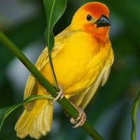 Golden-Palm-Weaver