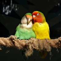 Colorful Parrots