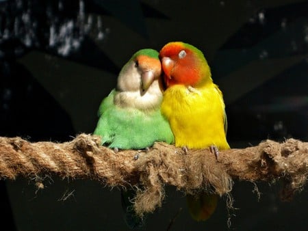 Colorful Parrots - colorful, parrots, picture, beautiful